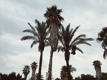 Low angle view of palm trees against sky