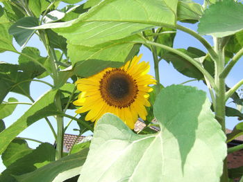 Close-up of sunflower on plant