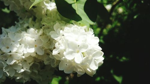 Close-up of white flowers