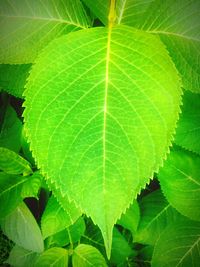 Close-up of green leaves