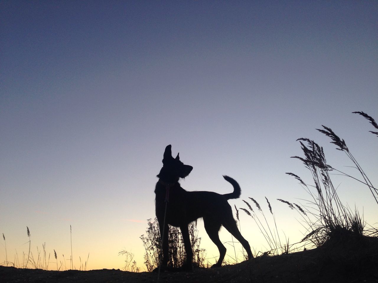 animal themes, mammal, one animal, clear sky, copy space, domestic animals, silhouette, two animals, wildlife, sunset, low angle view, horse, sky, animals in the wild, nature, standing, full length, side view, outdoors, zoology