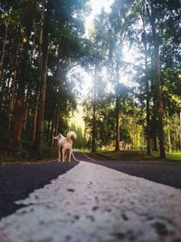 Dog walking on road in forest