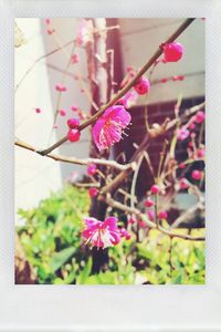 Close-up of pink flowers