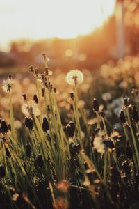 Close-up of flowering plants on field