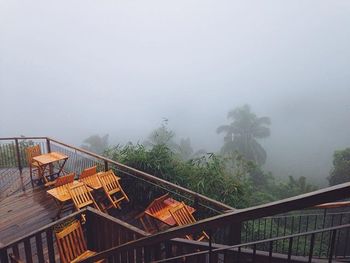 Trees in foggy weather