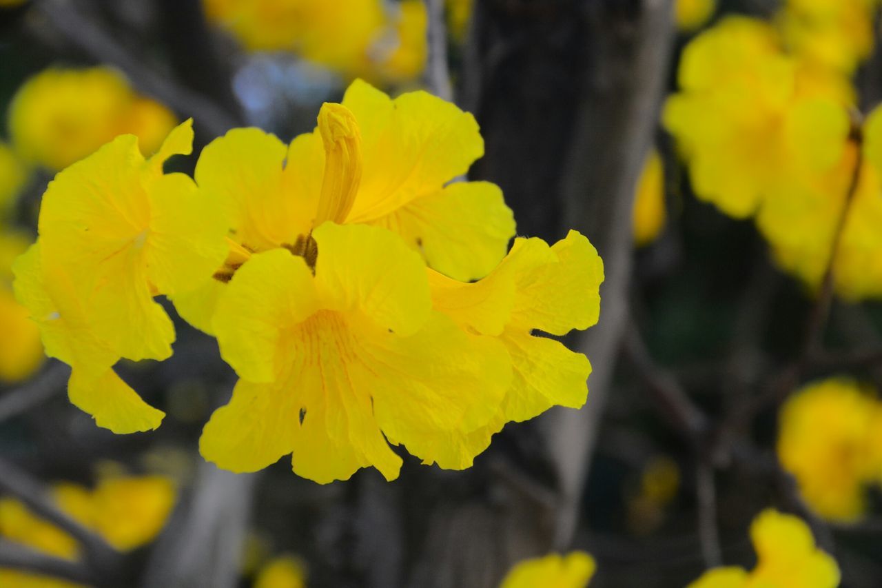 yellow, flower, petal, fragility, freshness, focus on foreground, growth, beauty in nature, close-up, nature, flower head, selective focus, vibrant color, blooming, park - man made space, in bloom, plant, day, outdoors, no people