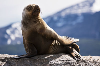 Close-up of sea lion outdoors