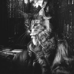 Portrait of a cat