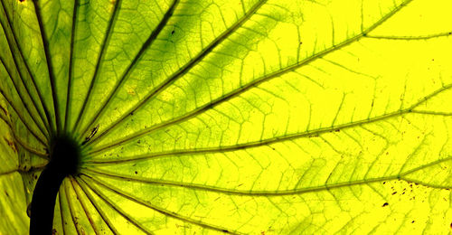 Close-up of green leaf