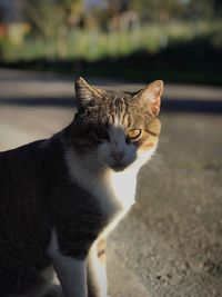 Portrait of cat sitting outdoors