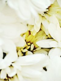 Full frame shot of white flower