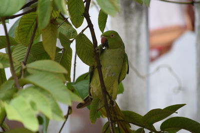 Close-up of parrot perching on tree