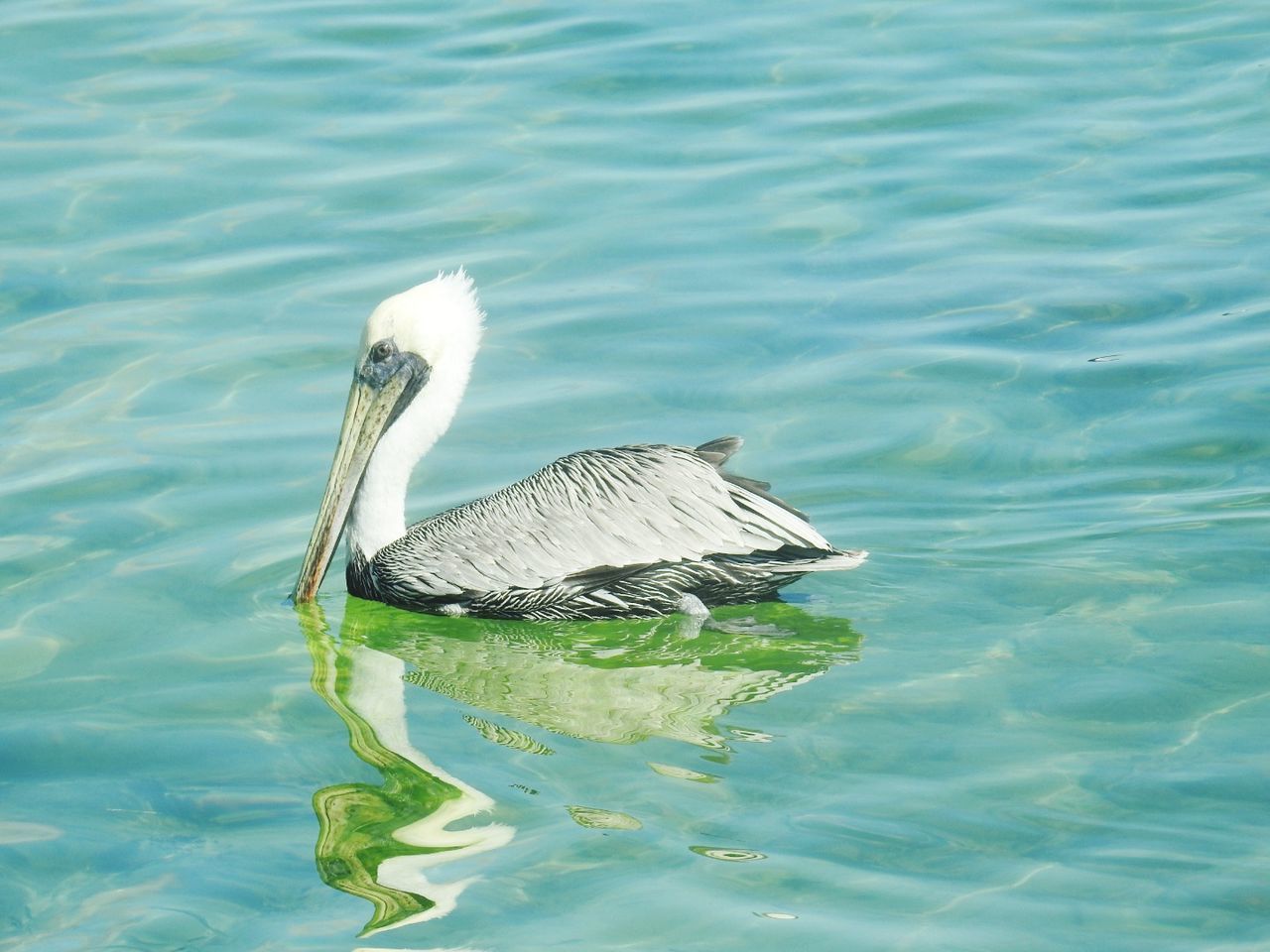 water, animal wildlife, animal themes, animals in the wild, bird, animal, one animal, vertebrate, waterfront, lake, day, no people, swimming, nature, water bird, beauty in nature, high angle view, outdoors, rippled