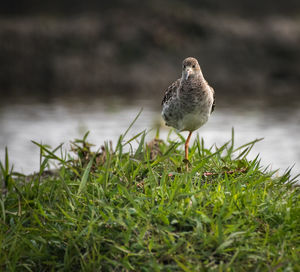 Close-up of bird perching on grass