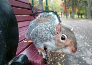 Close-up of squirrel outdoors