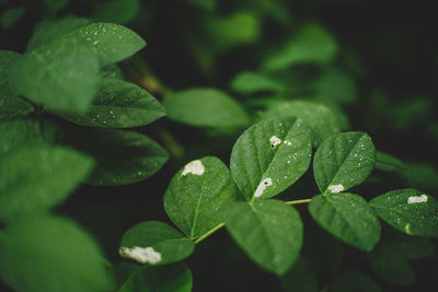 Close-up of wet plant leaves