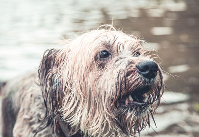 Close-up of a dog looking away