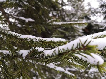 Close-up of pine tree during winter