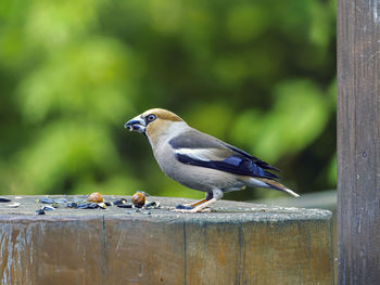 Close-up of bird perching on wood