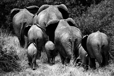 Elephant family walking away in a field