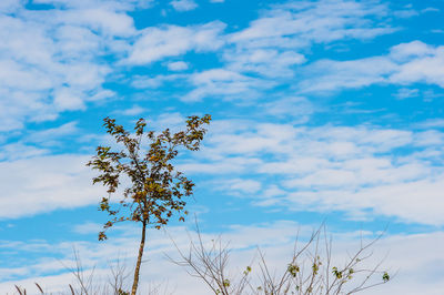 Low angle view of flowering plant against blue sky