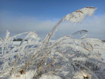 Frozen plant on land against sky