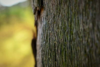 Close-up of tree trunk