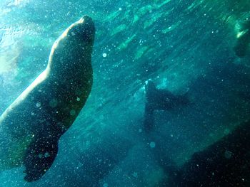 Person swimming in sea