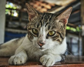 Close-up portrait of cat