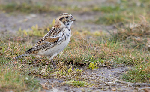 Close-up of bird perching on a field