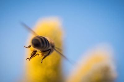 Close-up of bee pollinating flower