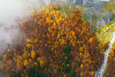 Aerial view of gorge in mountain area with river through forest