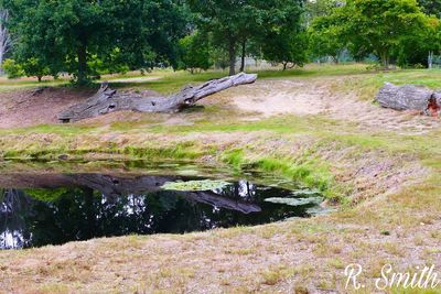 Scenic view of river in forest