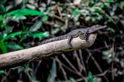 Young crocodile on driftwood