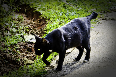 Black cat walking outdoors