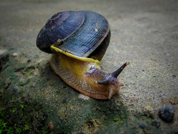 Close-up of snail