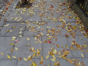 High angle view of maple leaves on sidewalk