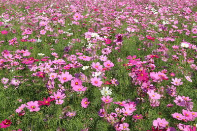 Full frame shot of flowers