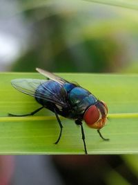 Close-up of housefly