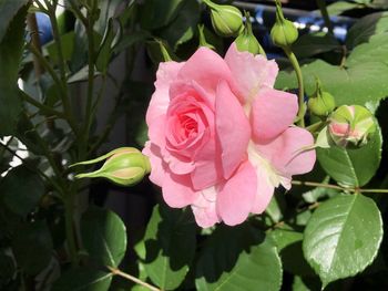 Close-up of pink rose in bloom