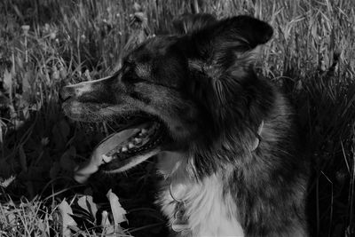 Close-up of dog