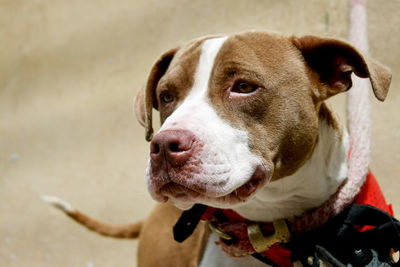 Close-up portrait of dog