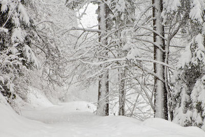 Snow covered trees in forest