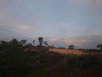 Trees on field against sky during sunset