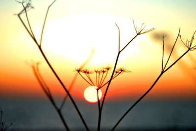 Close-up of plants against sky during sunset