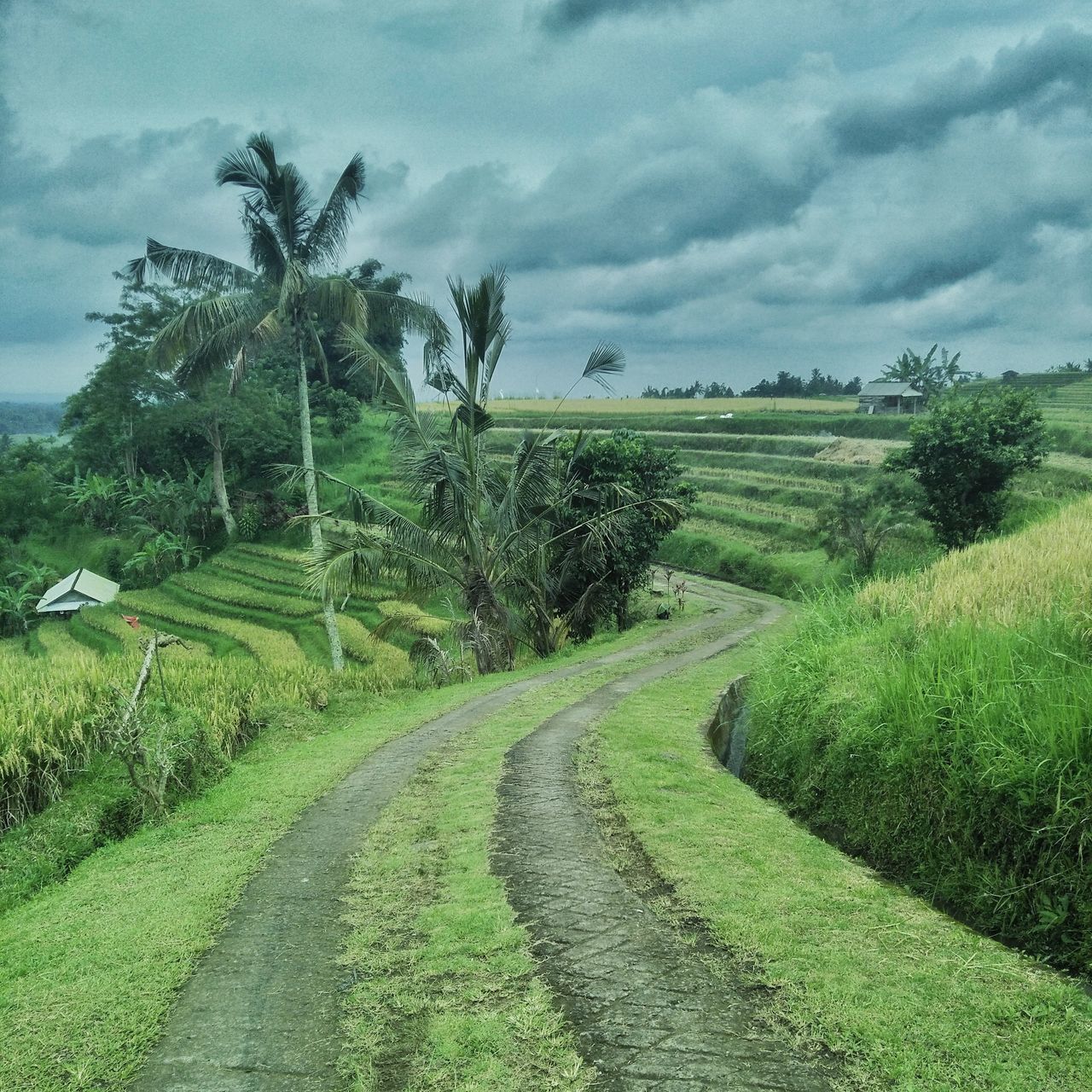 growth, tree, sky, cloud - sky, green color, nature, agriculture, field, tranquility, beauty in nature, no people, plant, tranquil scene, scenics, outdoors, rural scene, day, palm tree, grass, landscape