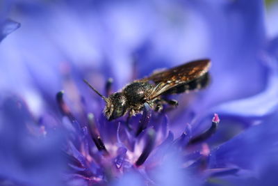 Close-up of insect on purple flower