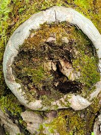 Close-up of moss growing on tree trunk