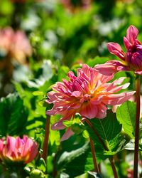 Close-up of pink flowering plant