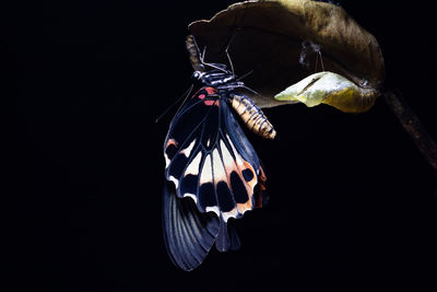 Close-up of butterfly over black background